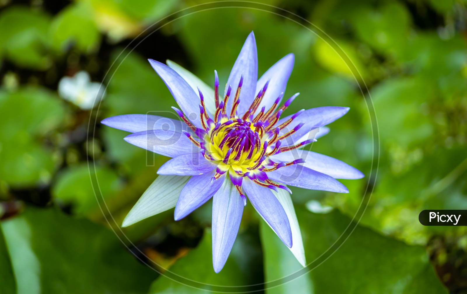 Blue Lotus Flower Rises Above The Water Level And Blooms In The Morning, Garden Pond.