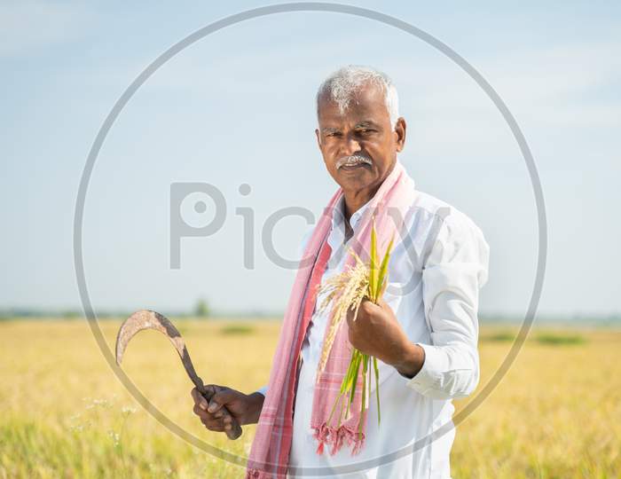 Smiling Indian Farmer In Hot Sunny Day Holding Paddy And Round Knife Or Sickle In Agriculture Field - Concept Of Bumper Crop Harvesting And Good Crop Yield.