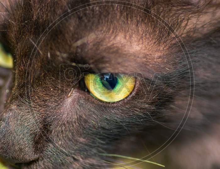 A Sharp Focus Locked On To Prey, Close Up Macro Photograph Of Young Baby Cat'S Green Eyes, From Above.