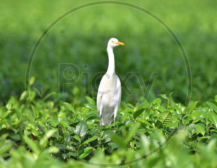 An  egret rests on  tea leaves at a tea garden  in  in Nagaon district, in the northeastern state of Assam on Nov 22,2020.