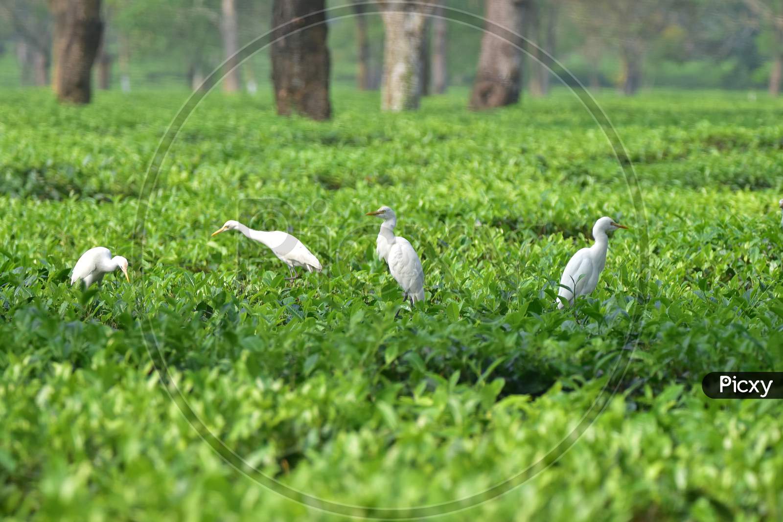 Egrets rests on  tea leaves at a tea garden  in  in Nagaon district, in the northeastern state of Assam on Nov 22,2020.