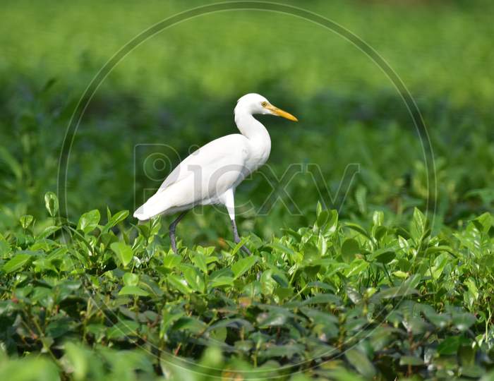 An  egret rests on  tea leaves at a tea garden  in  in Nagaon district, in the northeastern state of Assam on Nov 22,2020.