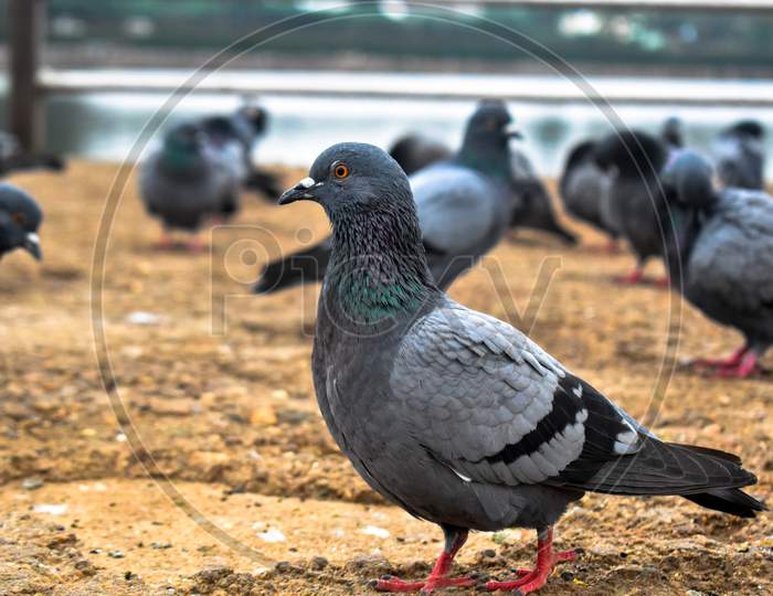 Pigeon Birds Beside A Footpath