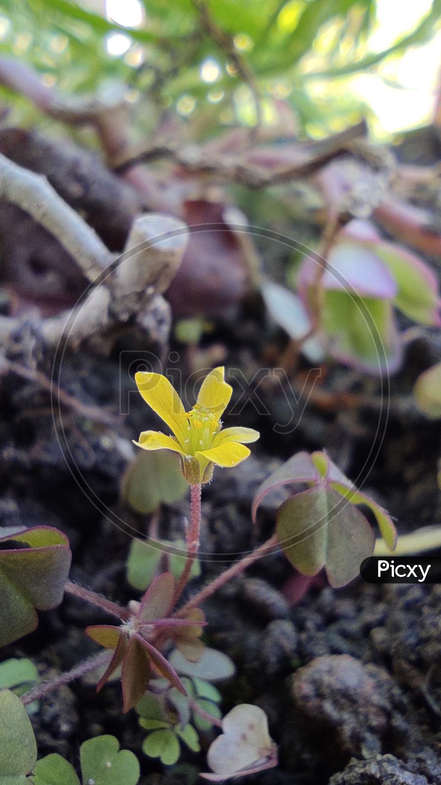 A tiny yellow flower