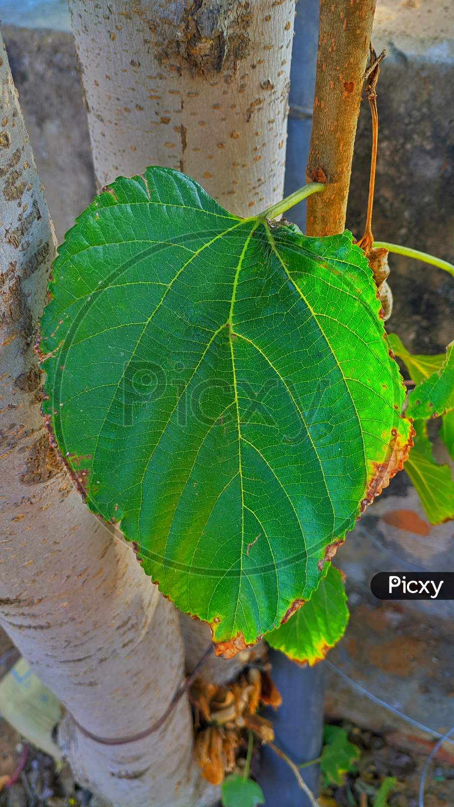 Closeup Of Mulberry Branch With Fresh Leaves