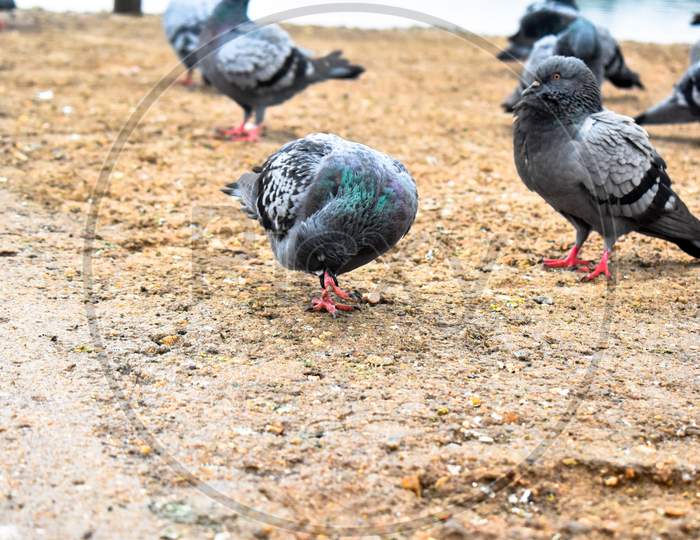Pigeon Birds Beside A Footpath