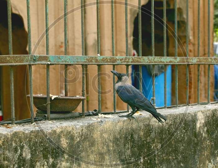 Crow with Fense