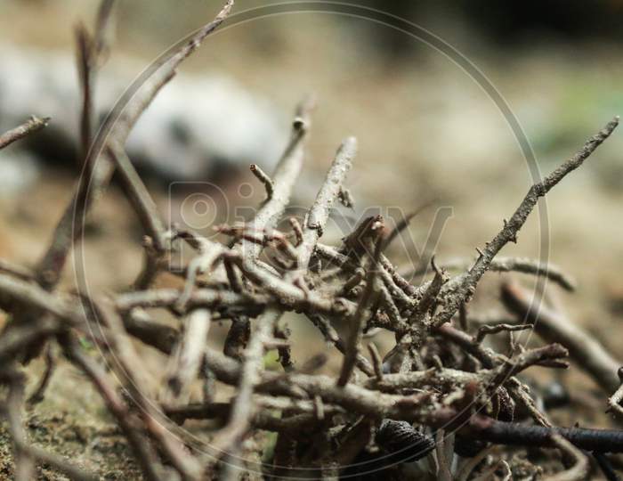 roots of dead tree macro photography