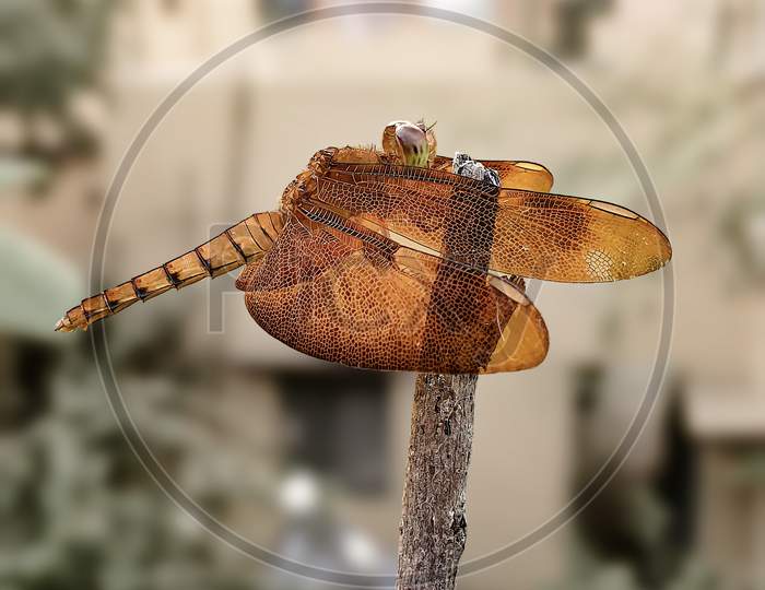 Brown Skimmer Dragonfly