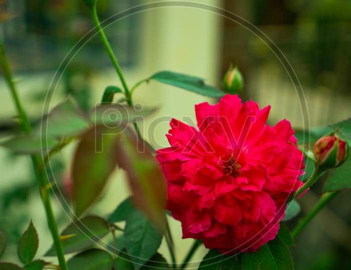 Red Rose Or Common Zinnia Elegans Flower Or Roses