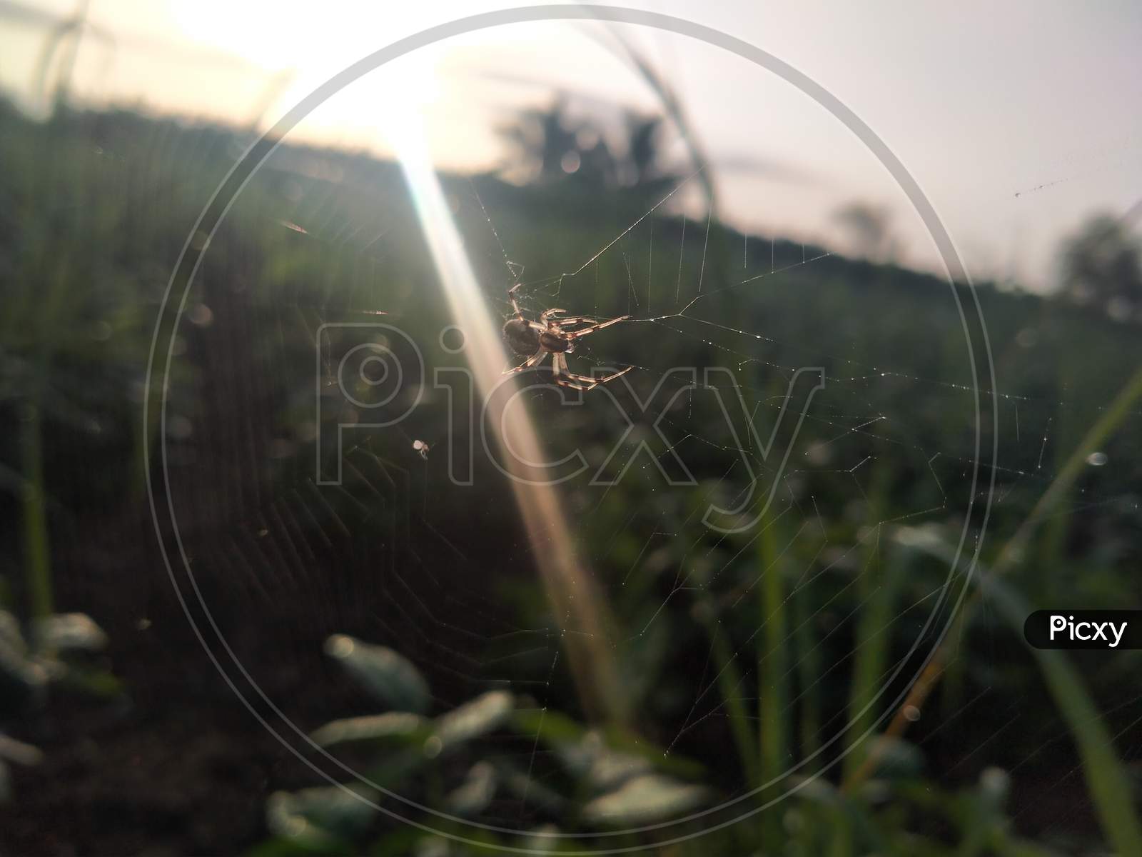 Spider on leaf in field photography.