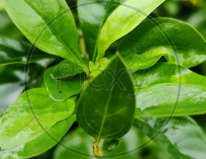 Leaf green