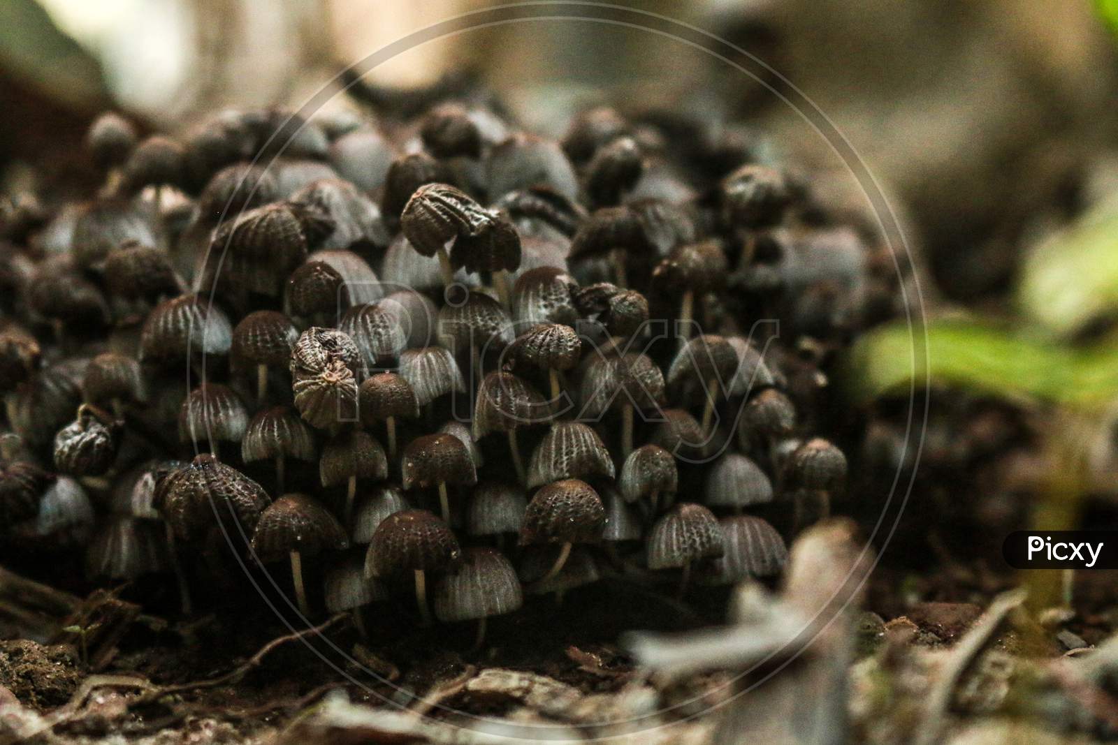 Beautiful mushroom images with little tree macro photography
