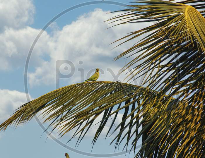 parrots on coconut tree