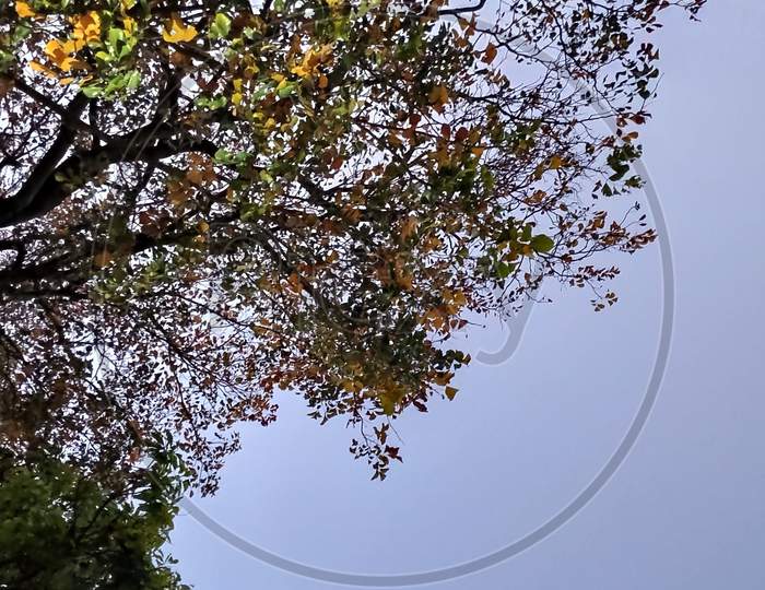 Leafy tree Beneath the sky