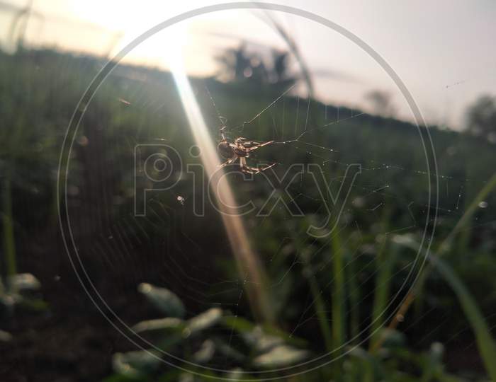 Spider on leaf in field photography.