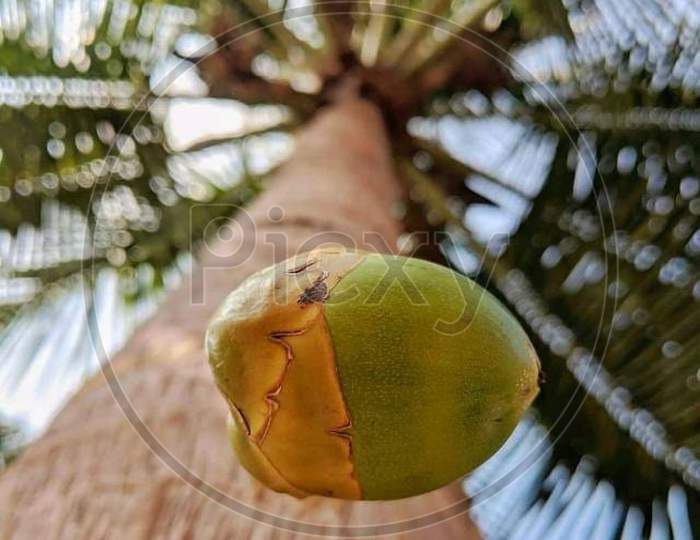 Coconut falling