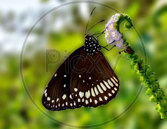 Beautiful Butterfly photography and close up to grass.