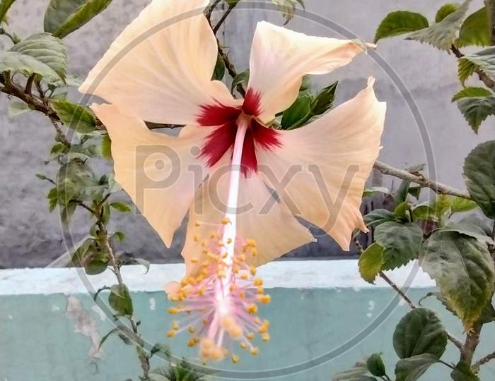 Closeup Photograph of Beautiful Flower by Macro Lens.
