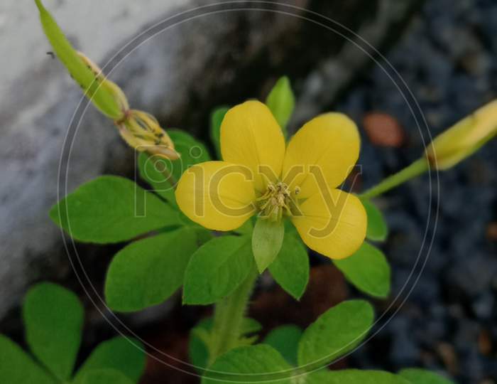 Yellow wild flower