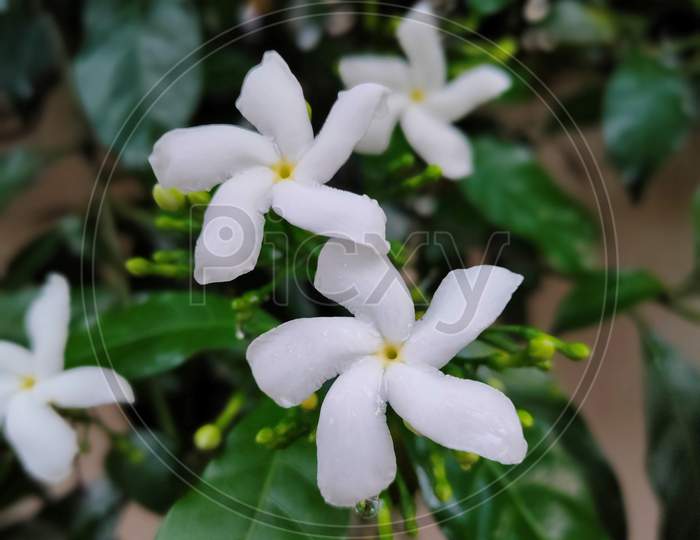 Jasmine flower in garden,Macro lens