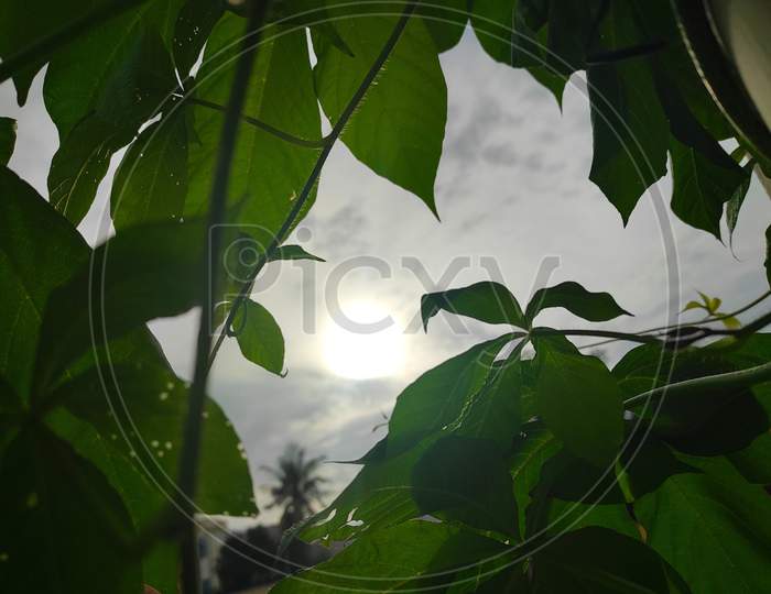 Sunrise form leaves