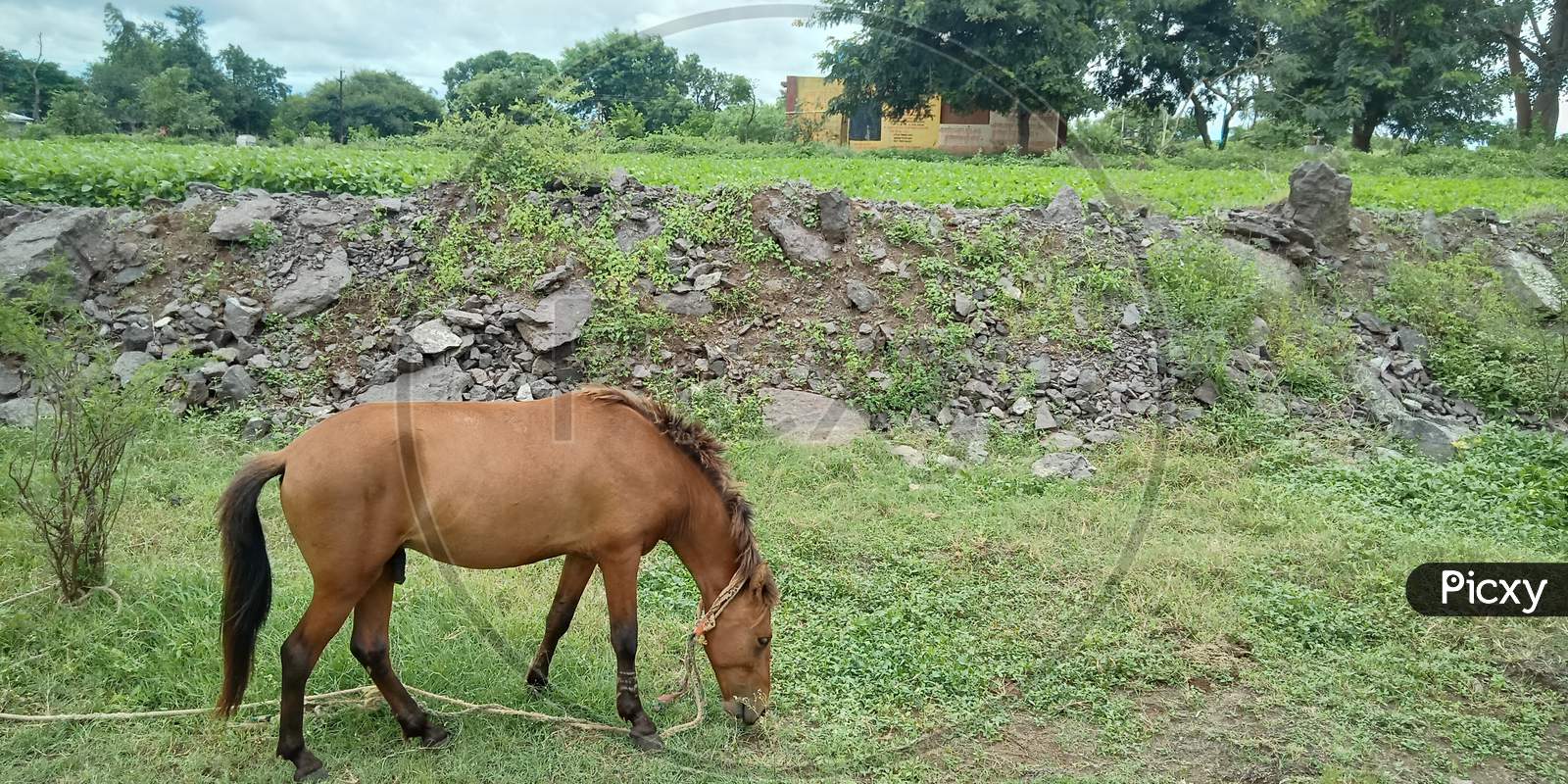 A brown horse eating green grass