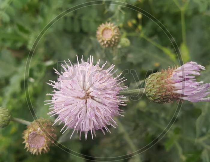 Perennial Thistle Plant With Spine Tipped Triangular Leaves And Purple Flower