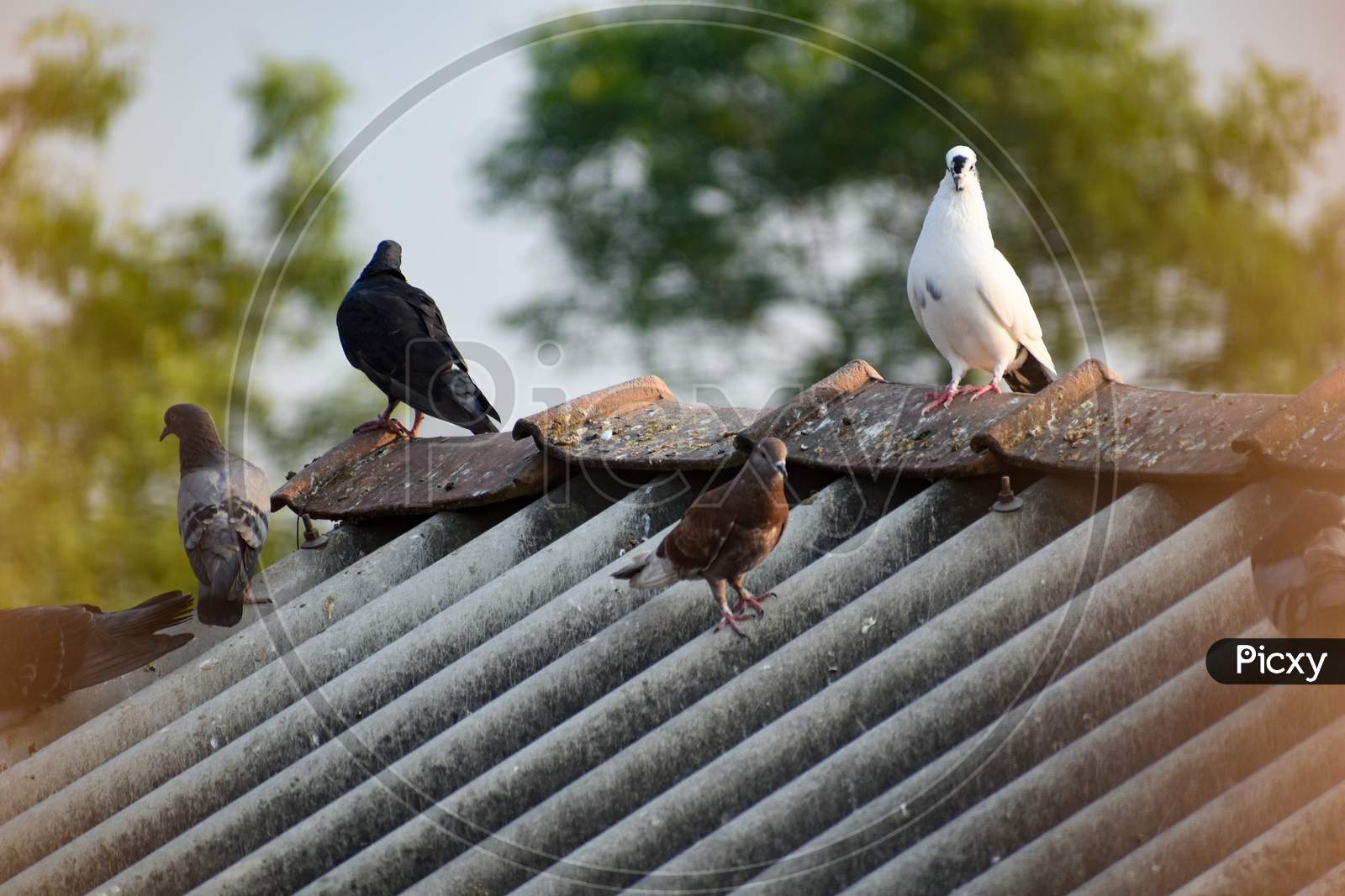 some pigeons are sitting on roof on their nest