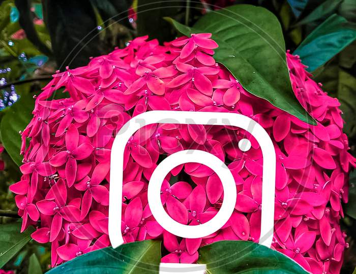 instagram logo in pink ixora flower
