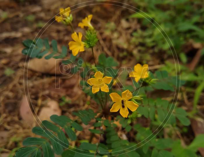 little tree plant or Mukkutti (Biophytum sensitivum) yellow flowers