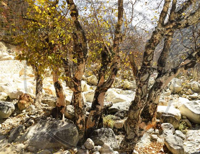 Himalayan birch