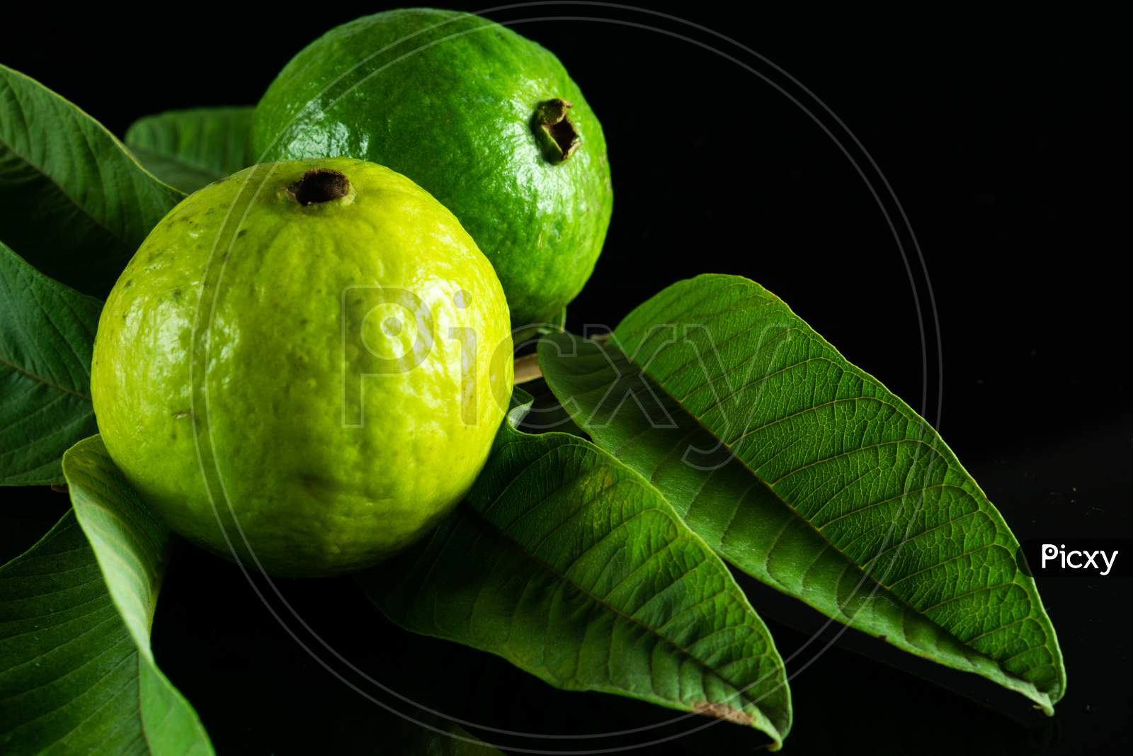 Guava Fruit And Its Leaves On A Black Background