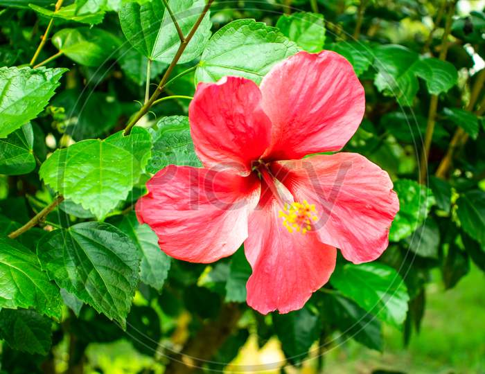 This Is An China Rose Or Pink Hawaiian Hibiscus Flower