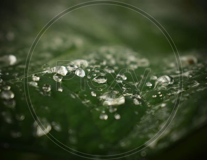 Green leaf and rain drops