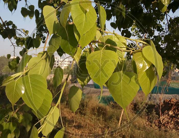 A close up photograph of peepal leaves