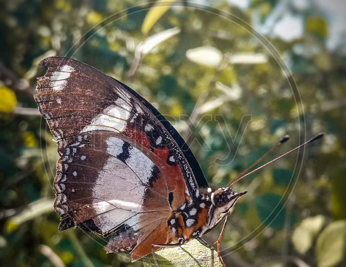 A beautiful butterfly is sit on a plant