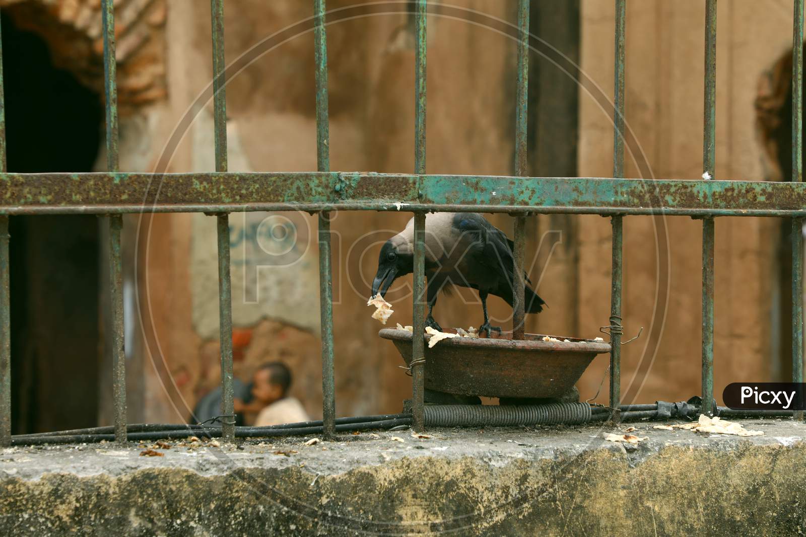 Crow with Fense