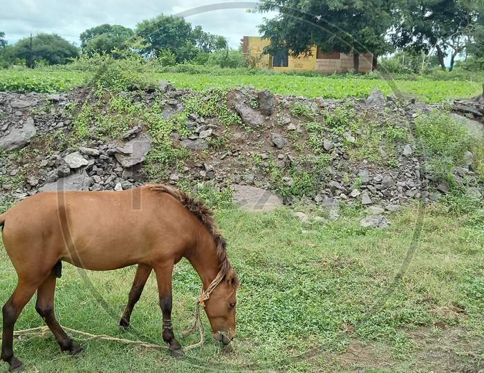A brown horse eating green grass