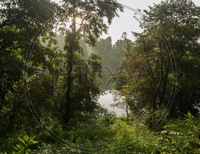 Panoramic View Of Tall Lush Green Trees In The Morning Near A Lake In Tapola, India