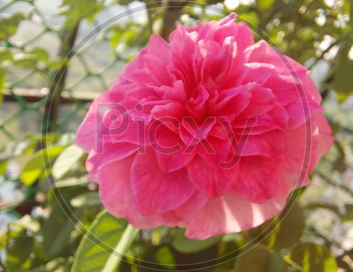 Morning Blossoms Rose