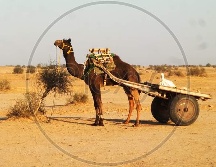 a camel car at Thar desert