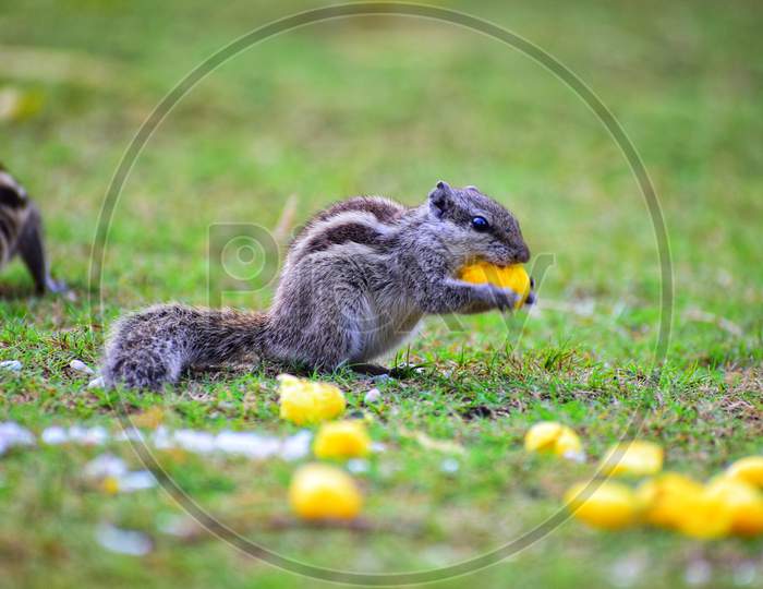 Squirrel Eating pop