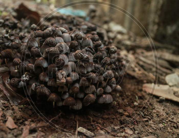 Beautiful mushroom images with little tree macro photography