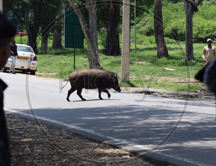 View Of An Animal(Wild Boar)Walking Over The Road In A Forest