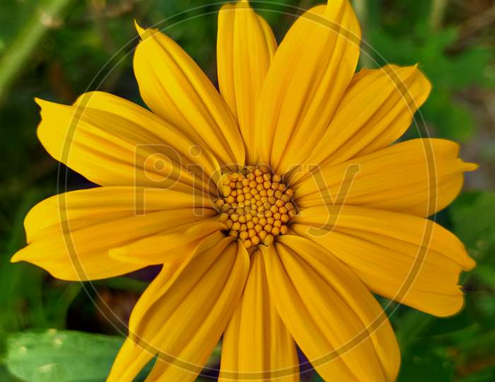 Beautiful bloom yellow flower Euryops pectinatus  flower plant.