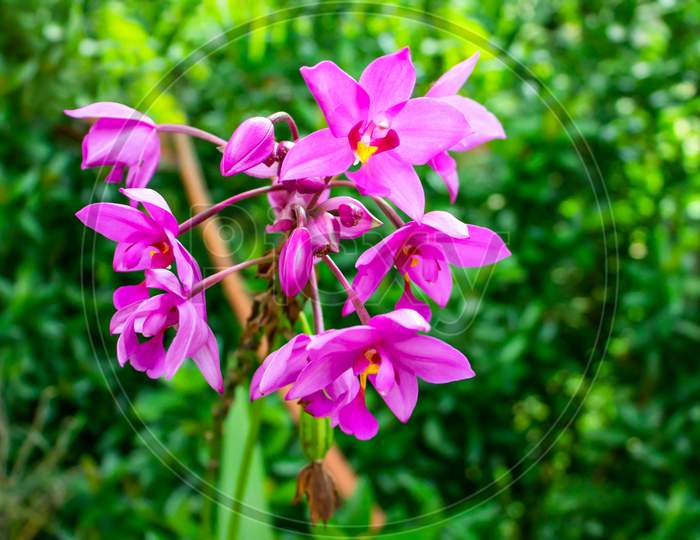 The Beautiful Moth Orchids To Bloom Pink Flowers