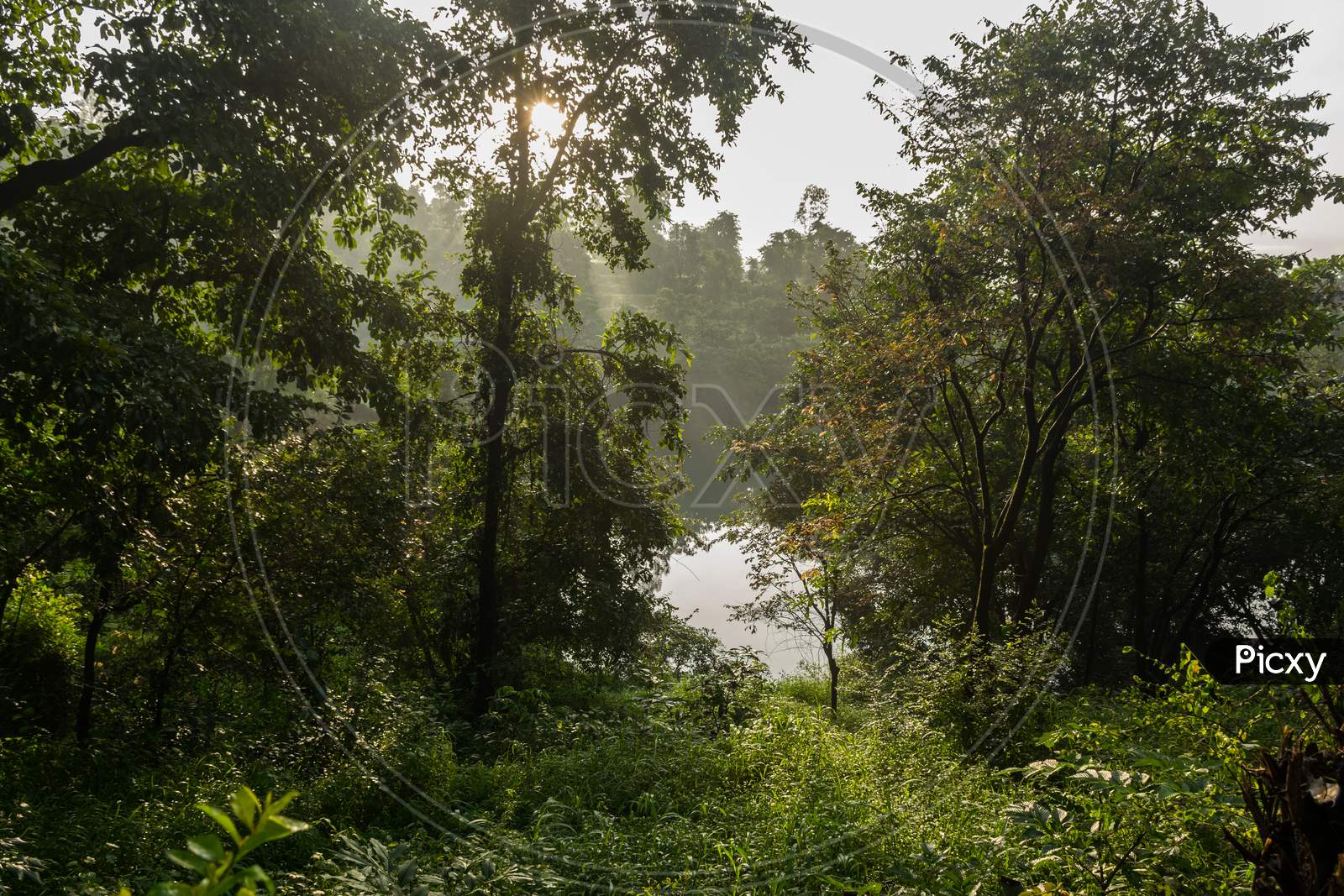 Panoramic View Of Tall Lush Green Trees In The Morning Near A Lake In Tapola, India