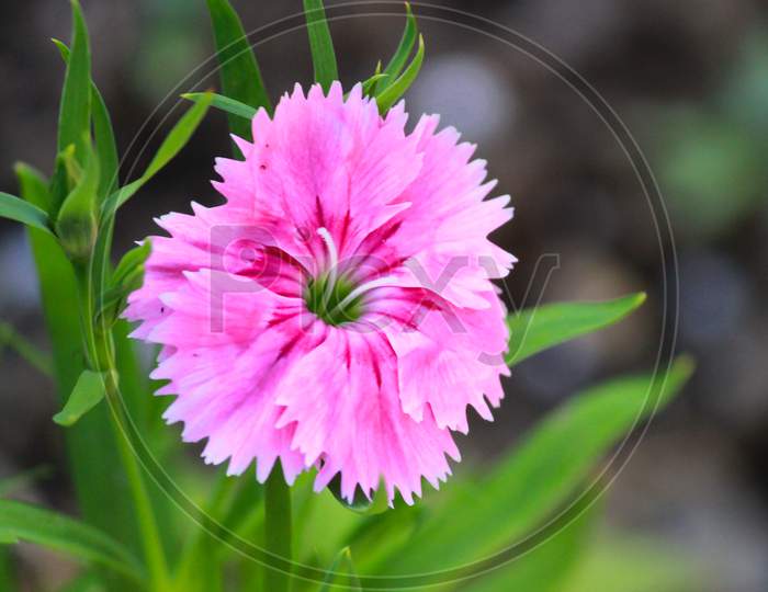 Beautiful pink color flower