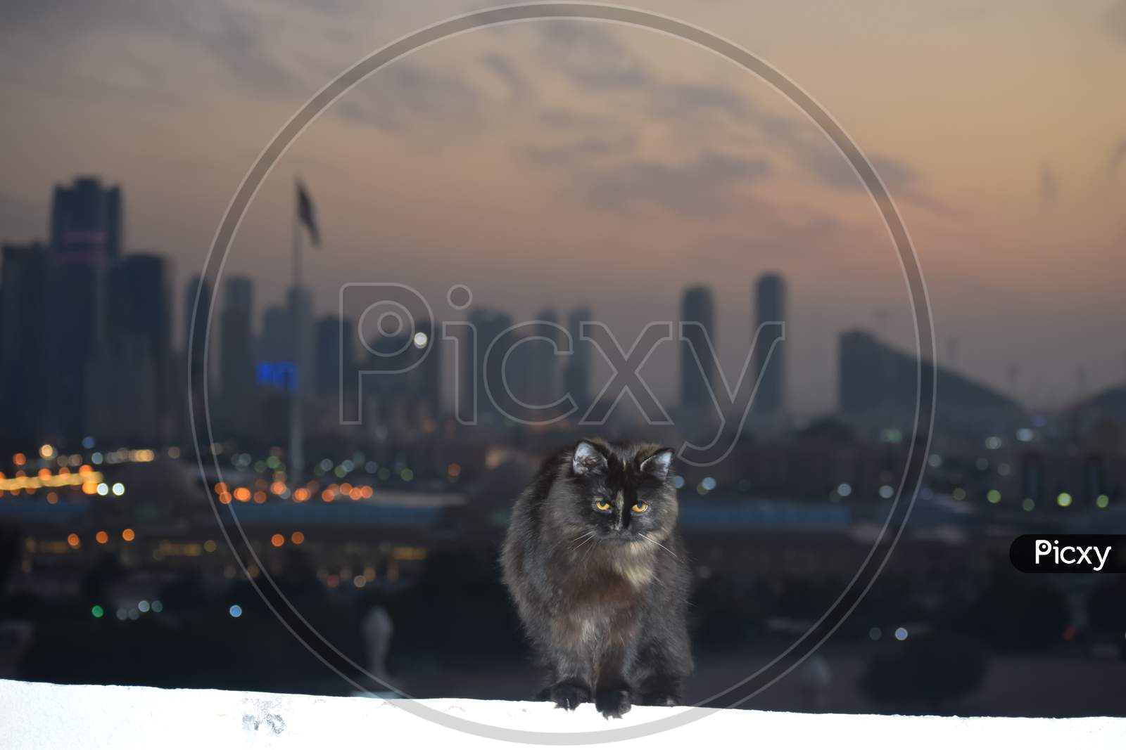Closeup Of A Cat Stands Over The White Surface Blur Background